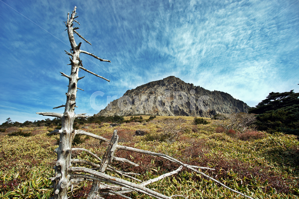 남벽,고사목,관목,제주도,한라산,돈내코코스,기암절벽,국립공원,자연,풍경,nature,landscape,outdoors,옥외