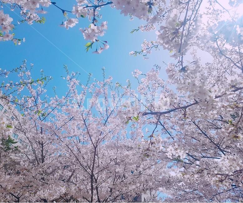 벚꽃,봄,하늘,감성,식물,flower,꽃