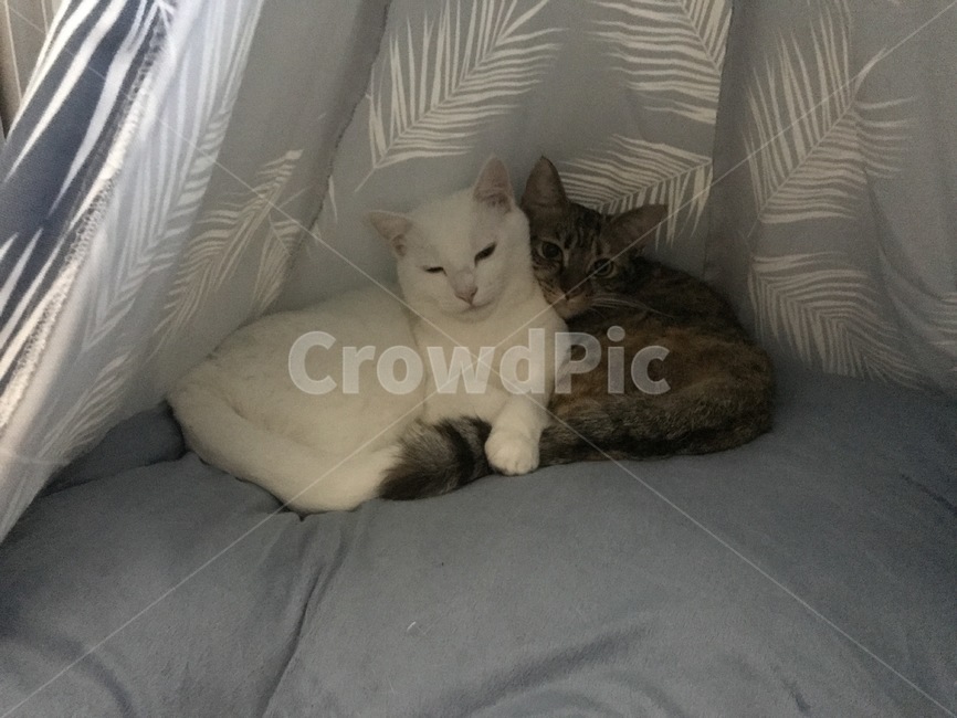 고양이,코리안숏헤어,페르시안,집사,아기고양이