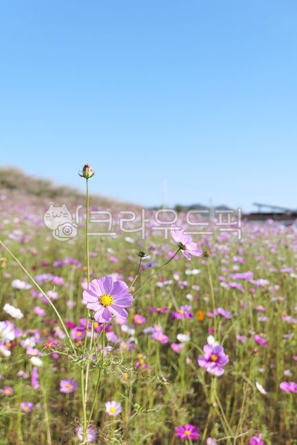 코스모스,가을,꽃,생화,꽃밭,핑크색꽃,핑크,분홍,꽃놀이,하늘,맑은가을