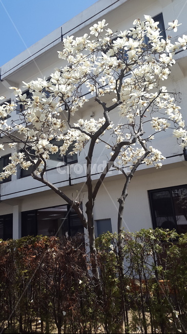 plant,식물,blossom,꽃,flower,매화,봄꽃