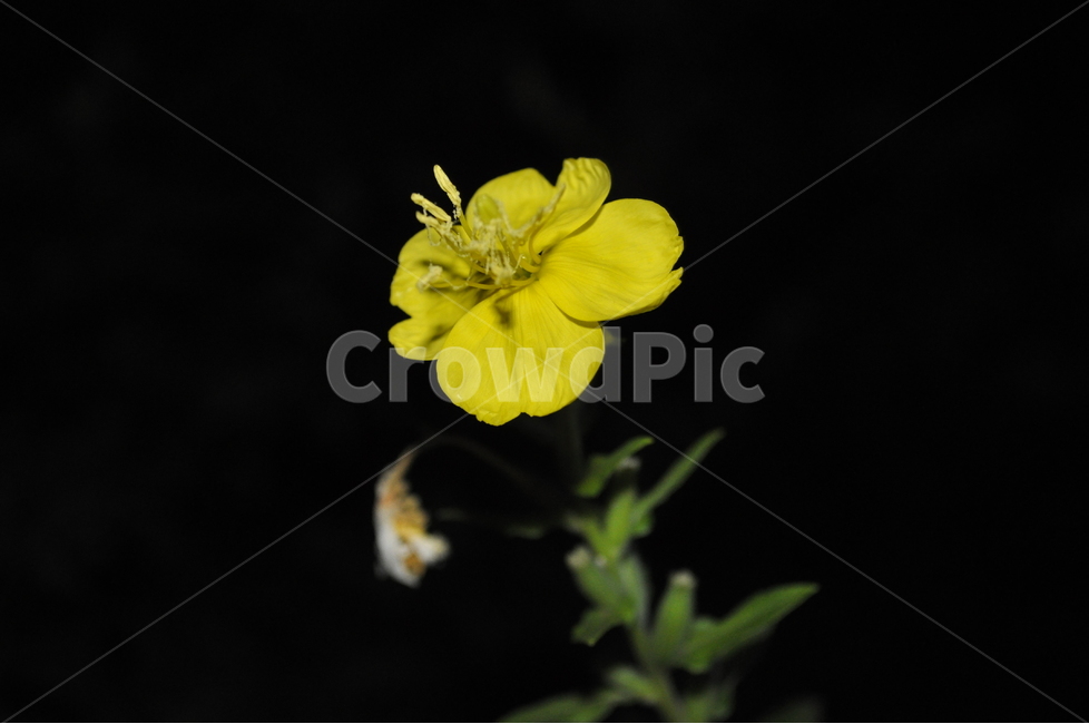 달맞이꽃,노란꽃,감성사진,꽃,밤외출,식물,자연,plants,nature,꽃,flower