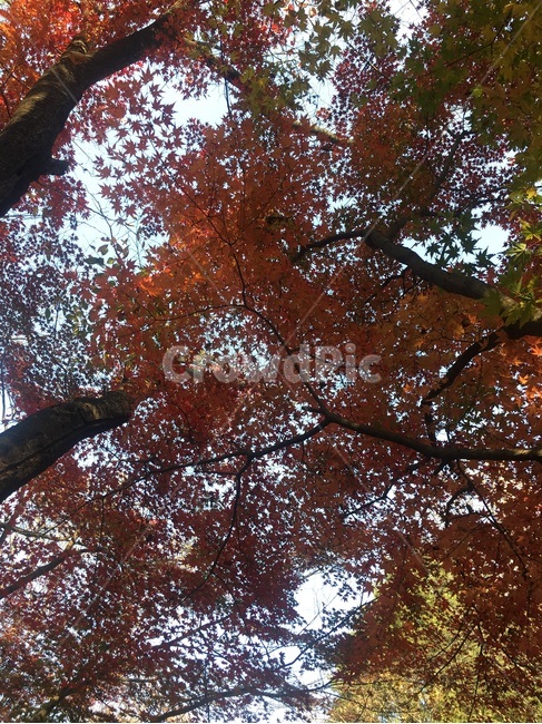 단풍,가을,나무,단풍나무,식물,가을,계절,fall,autumn,season,tree,plant,tree trunk,나무 줄기,leaf,잎