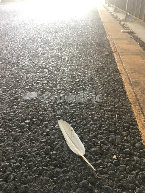 깃털,도로,햇살,아스팔트,자전거도로