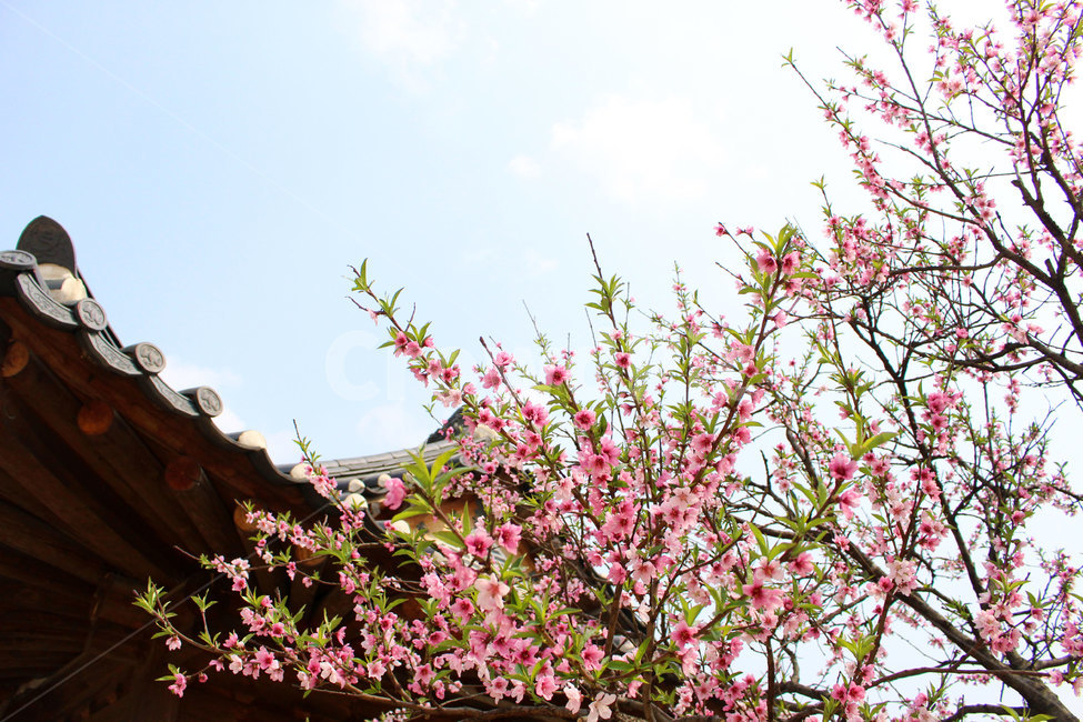 봄풍경,봄꽃,분홍꽃,springview,springflowers,pinkflowers,봄,계절,spring,season,식물,자연,plants,nature,꽃,flower,plant