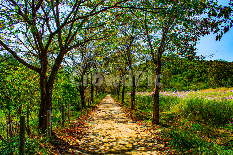 오솔길,시골길,들판,가을,가로수,자연,풍경,nature,landscape,path,통로