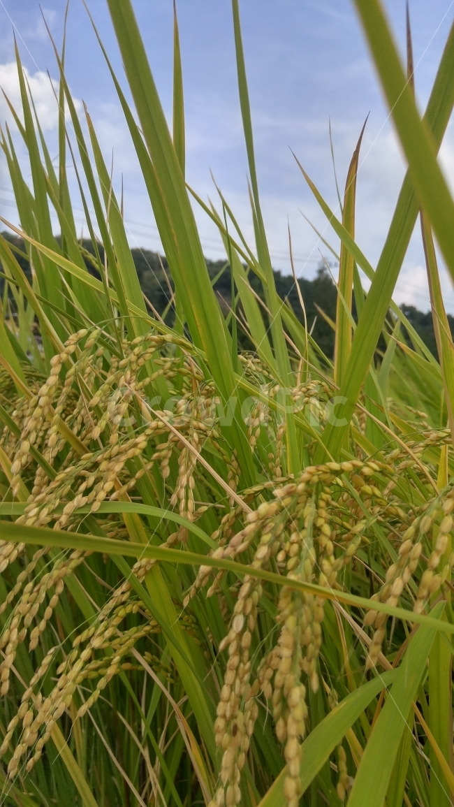 벼,농부,나락,하늘,가을,수확,가을하늘,쌀,식량,자연,계절,식물,자연,plants,nature,곡류,곡식,cereals,산업,industry,industrial,농업,농사,agriculture,farming,farming industry