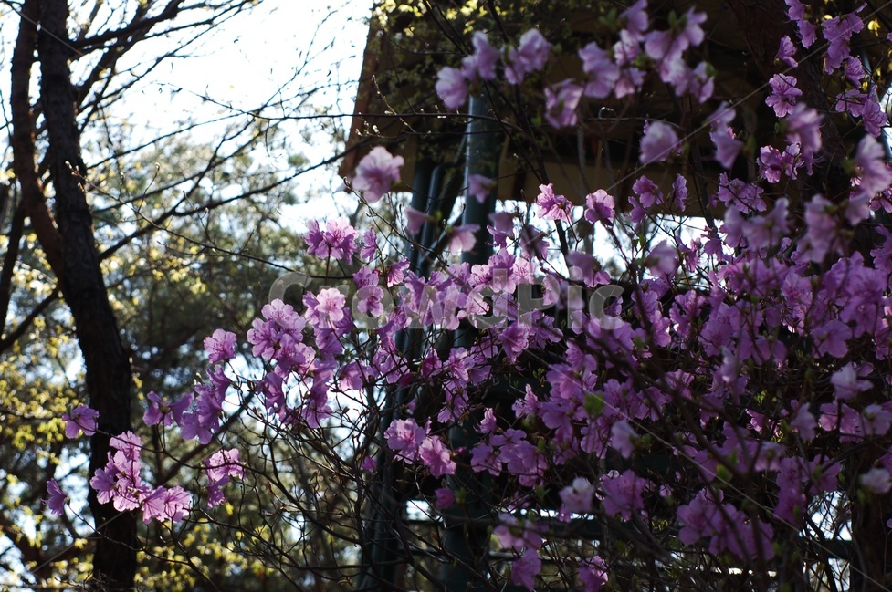 진달래,자연,만인산,대전,꽃,봄,계절,spring,season,식물,자연,plants,nature,꽃,flower,plant,blossom