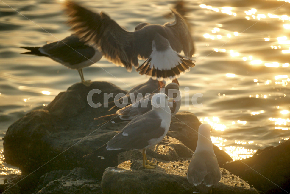 갈매기,새,바닷가,물결,조류,야생,바위,동물,animal,조류,새,birds