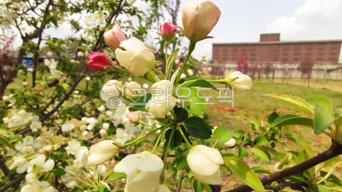 꽃사과,꽃사과나무,사과꽃,malusprunifolia,벚잎꽃사과,돌사과,plant,식물,blossom,flower,꽃,petal,꽃잎