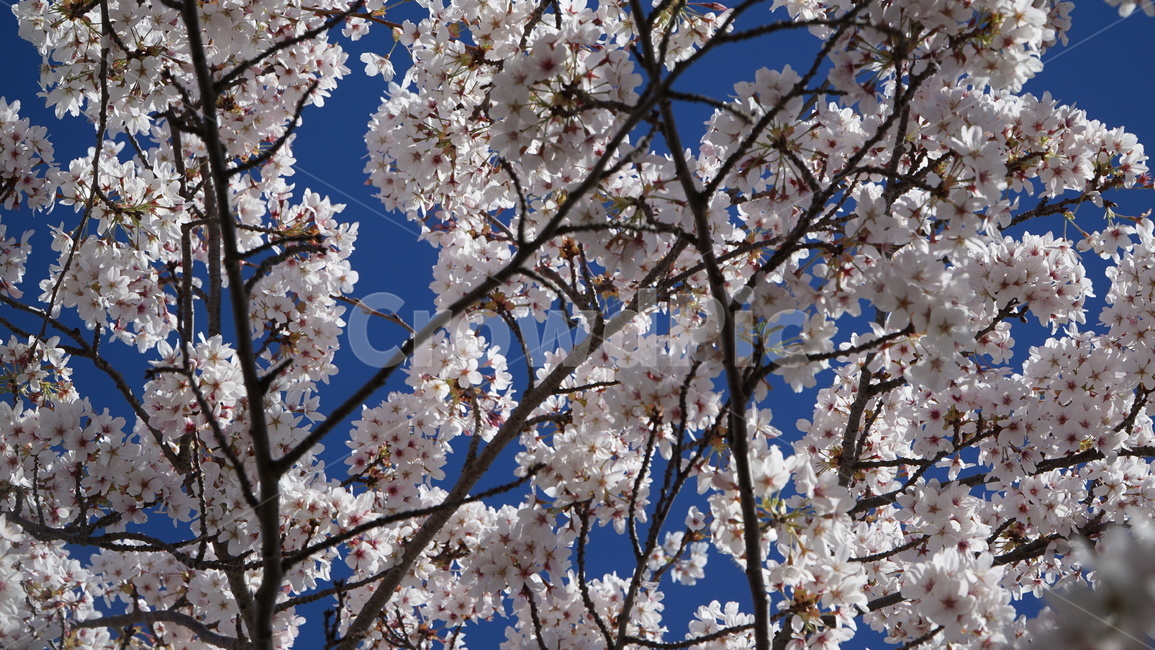 식물,꽃,tree,spring,nature,sky,flower,branch,blossom,white,cherry,blue,bloom,branches,season,plant,trees,flowers,forest,blooming,beautiful,pink,day,봄,계절,spring,season,식물,자연,plants,nature,꽃,flower