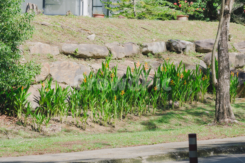 풀,식물,초록,grass,plant,green