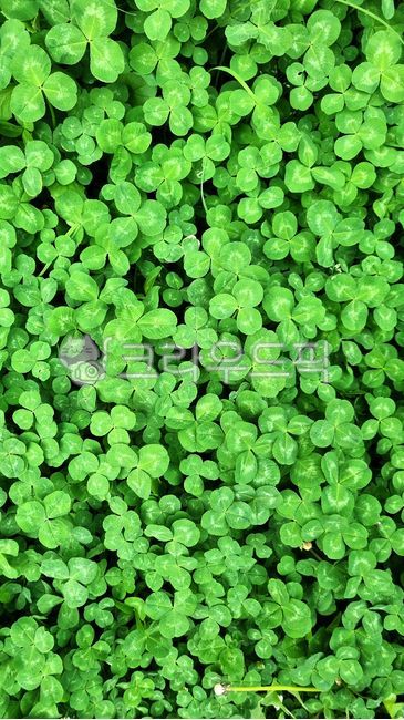 nature,texture,clover,leaf,summer,rabbitgrass,green sec,clova,leaves,grass,background,plant,threeleaf clover