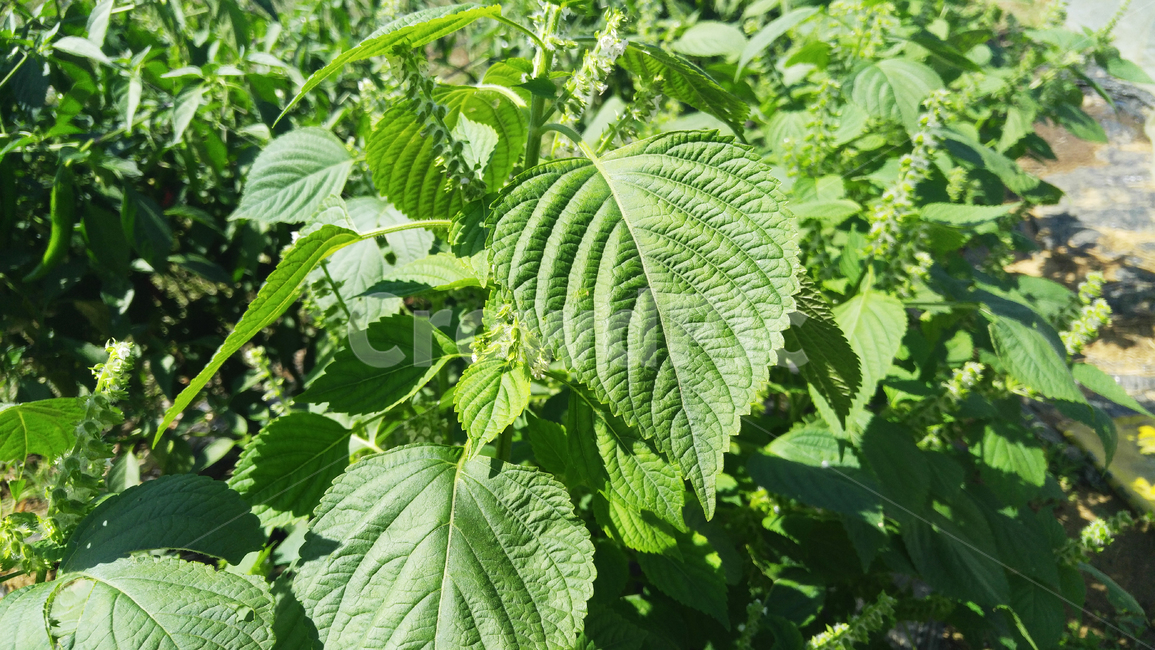 깻잎,식물,밭,깨,들깻잎,들깨,식물,자연,plants,nature