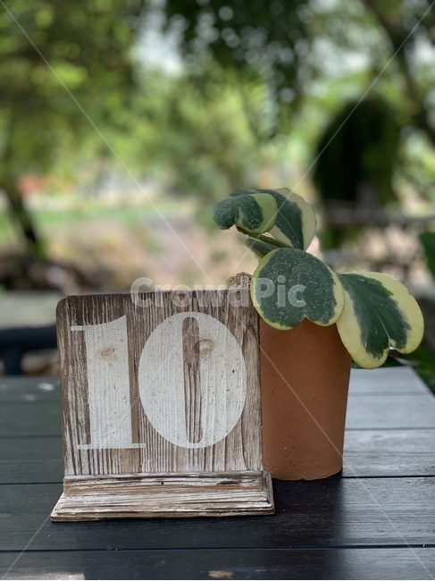 10,화분,ten,열개,십년