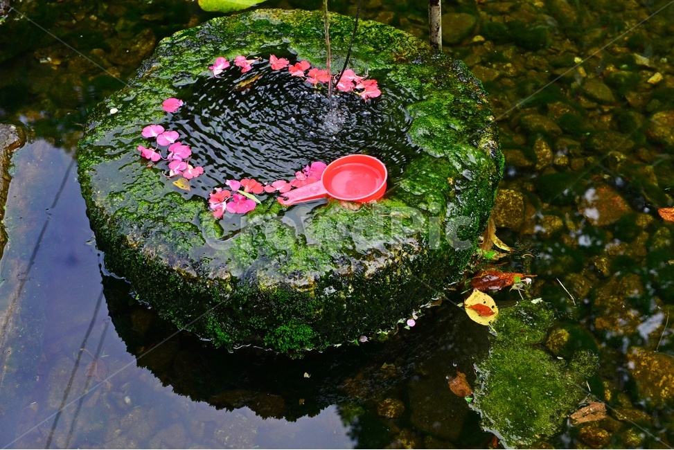 water,물,blossom,flower,꽃,plant,식물,outdoors,nature,자연,옥외,꽃잎,낙화,낙화유수,학독,바가지,물바가지,빨간바가지