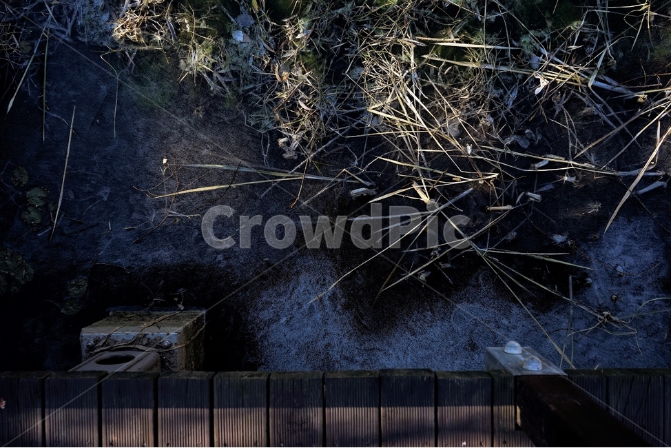겨울,연못,물,얼음,식물,자연,winter,ice,cold,pond,freeze,leaves,plant,nature,season,sunlight,lonely,solitary,lonesome