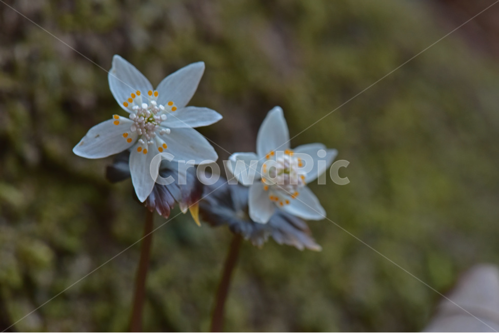 너도바람꽃,whitesnowdrop,야생화,이른봄,희귀식물,흰색,식물,자연,plants,nature,꽃,flower