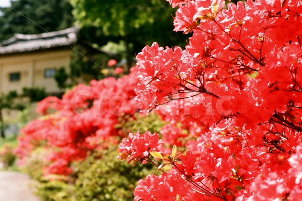 철쭉,봄꽃,파계사,팔공산,꽃,필름사진,식물,자연,plants,nature,꽃,flower,감성,sensible,feeling