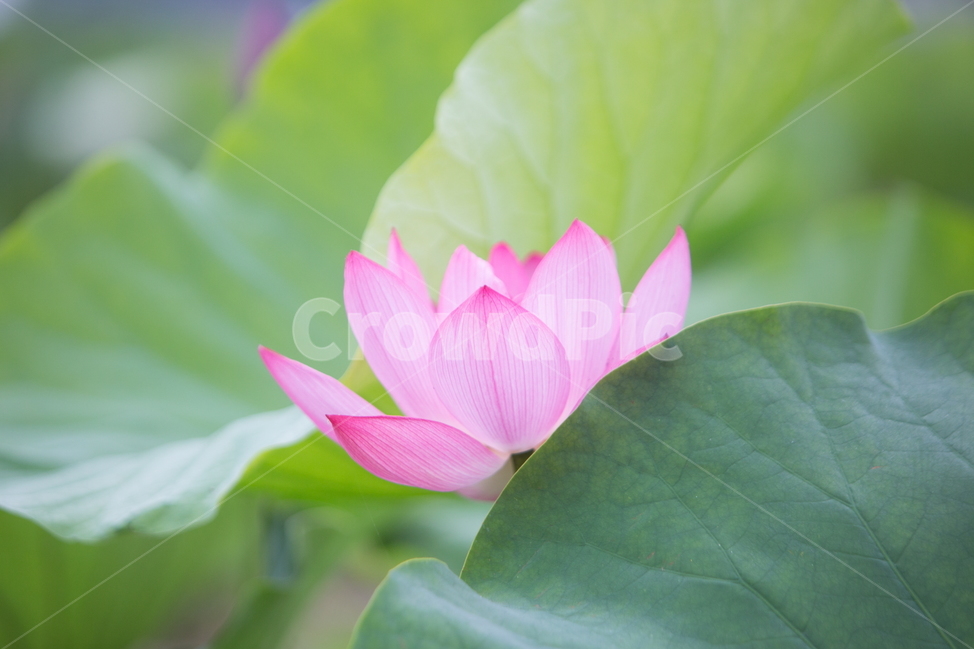 연꽃,꽃,여름꽃,식물,lotus,flower,식물,자연,plants,nature,꽃,flower,색깔,색상,색채,색감,color sense,color sensitivity,feeling of color