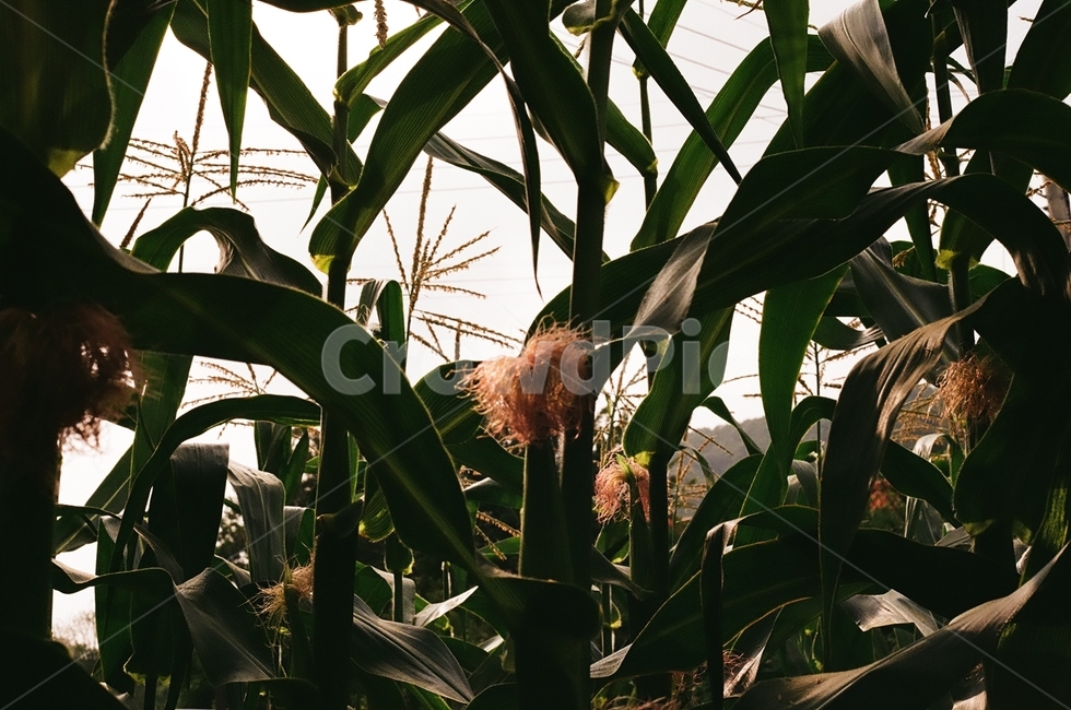 옥수수,식물,옥수수밭,plant,corn,식물,자연,plants,nature