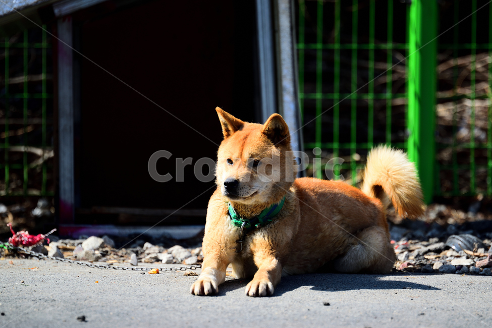개,강아지,애완동물,반려견,진돗개,애완견,동물,animal,포유류,mammal,개,강아지,dog,doggy