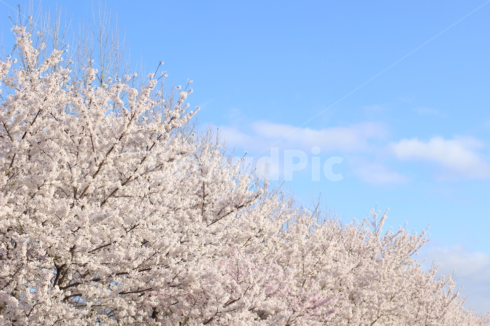 꽃,벚꽃,꽃사진,접사,하늘,봄,계절,spring,season,식물,자연,plants,nature,꽃,flower,plant,blossom