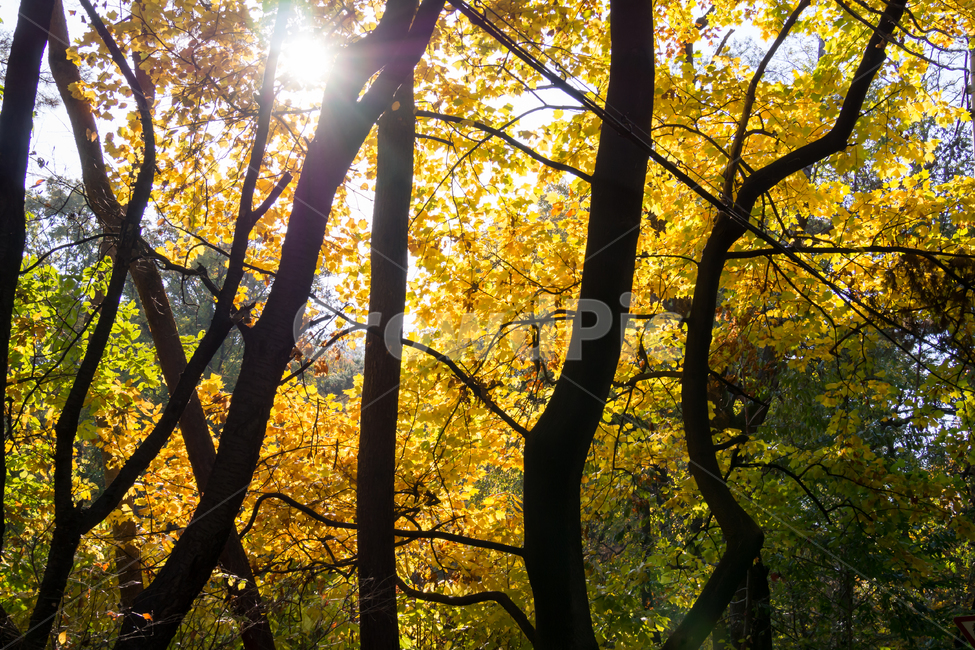 플레어,빛,나무,tree,flare
