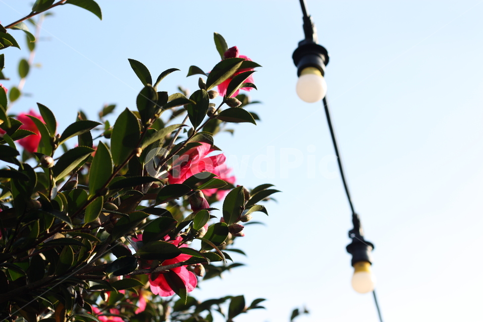 자연,꽃,등,전구,동백꽃,식물,자연,plants,nature,꽃,flower