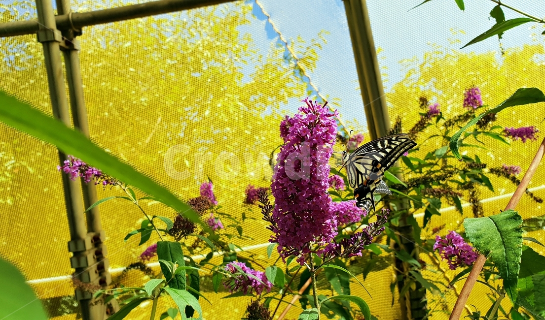 나비,꽃,자연,곤충,식물,꿀따기,동물,날개,butterfly,flower,nature,감성,형형색색,나비공원,식물,자연,plants,nature,꽃,flower,동물,animal,곤충,벌레,insect,bug