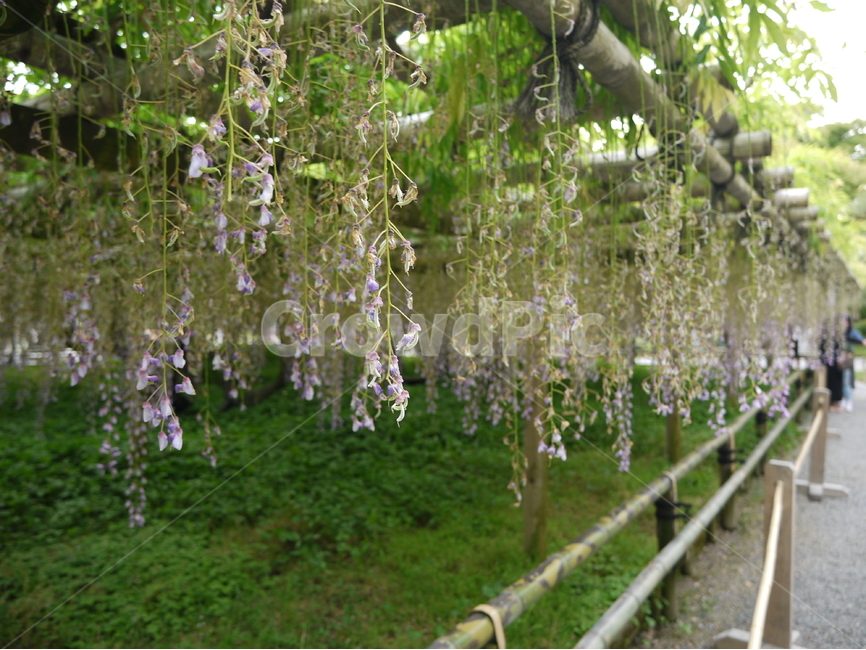 봄,등나무꽃,산책,일본,우지,식물,자연,plants,nature,꽃,flower
