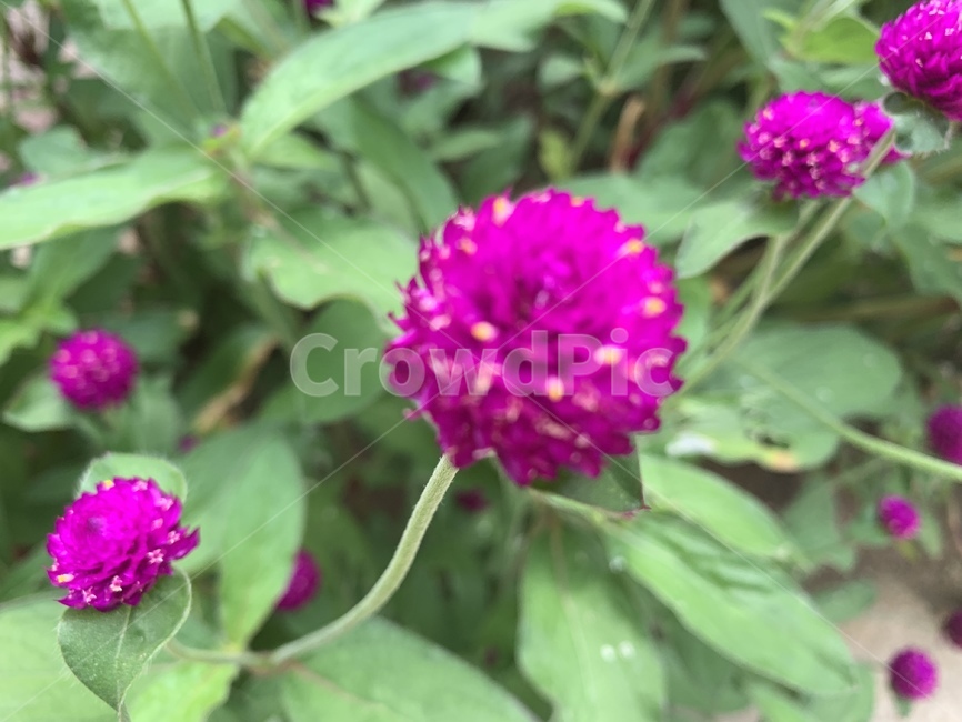 천일홍,꽃,식물,flower,plant