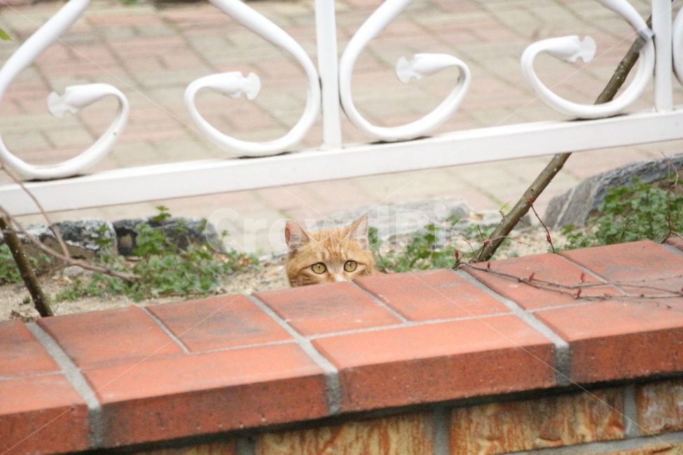 동물,고양이,눈인사,길냥이,마주침,동물,animal,포유류,mammal,고양이,cat,kitten,kitty