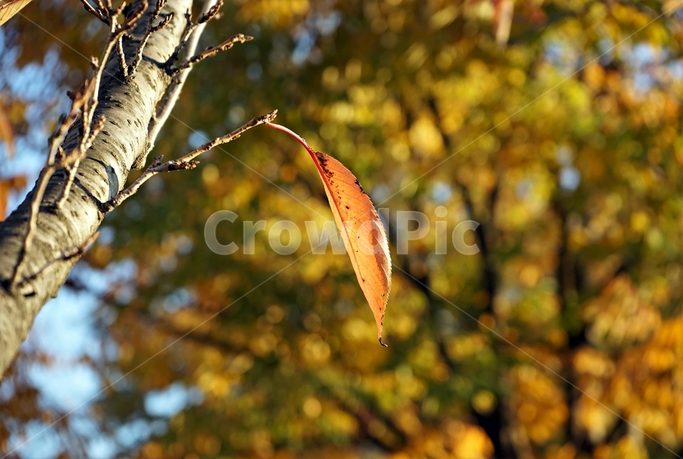 가을,단풍,잎,나무,자연,역광,늦가을,갈색,autumn,fall,nature,backlight,leaves,brown,red,sky,가을,계절,fall,autumn,season,tree,plant,식물,leaf