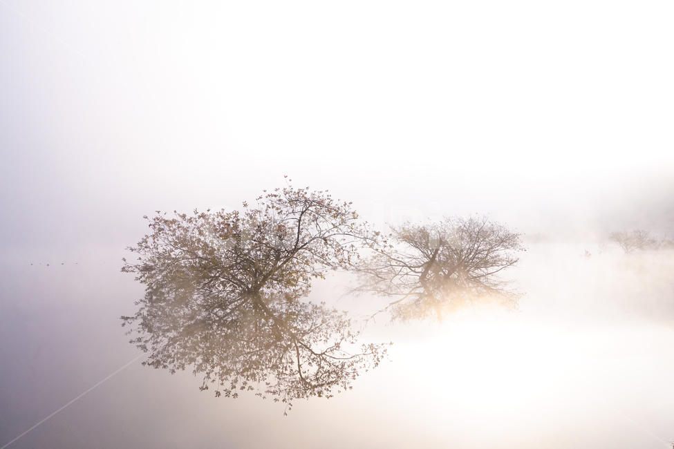 호수,안개,저수지,나무,물안개,식물,자연,풍경,여명,새벽,자연,풍경,nature,landscape,weather,날씨,outdoors,옥외