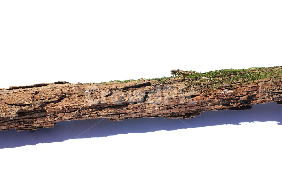 bark,branch,branchesmoss,brown,closeup,detail,dry,green,moss,natural,nature,piece,plant,tree,wood,wooden,이끼,그린,녹색,나뭇가지,오래된,자연,식물,나무,우드,건조한,마른,가지,풀,이끼풀,흰배경,클로즈업,갈색,브라운,나무,trees,wood