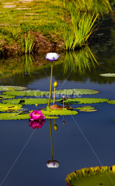 수련,연꽃,연잎,부엽식물,수상식물,연못,습지,청순,반영,식물,꽃,flower,감성,식물,자연,plants,nature