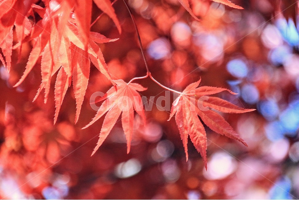 단풍잎,보케,bokeh,빨간단풍잎,red,가을,붉은잎,가을,계절,fall,autumn,season,식물,자연,plants,nature,색깔,색상,색채,색감,color sense,color sensitivity,feeling of color,plant,leaf,잎,tree,나무,maple,단풍