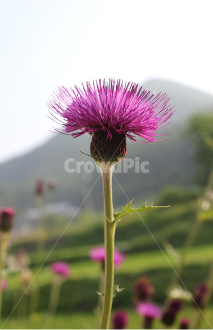 closeup,colorful,flower,garden,green,macro,natural,nature,pink,plant,purple,singleflower,spined japanese thistle,thistle,violet,엉겅퀴,클로즈업,꽃,생화,식물,그린,녹색,정원,공원,핑크,분홍색,퍼플,보라색,꽃송이,한송이,자연,자주색,식물,자연,plants,nature,꽃,flower