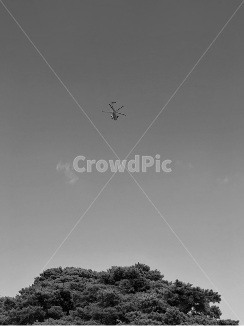 flying,나는,소나무,tree,헬리콥터,풍경,나무,하늘