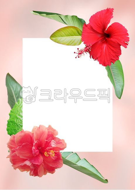꽃,배경,백그라운드,여름,계절,시즌,트로피컬,나뭇잎,열대,열대식물,식물,야자잎,야자수,포스터,tree,background,summer,season,tropical,leaf,plant,palm,poster,blossom,circle,frame,banana,gradient,pink,hibiscus,green,red,히비스커스,사각형,프레임,종이,테두리,분홍,핑크,화사한