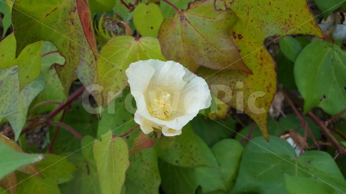 식물,목화,목화꽃,목화잎,목화열매,식물,자연,plants,nature,꽃,flower