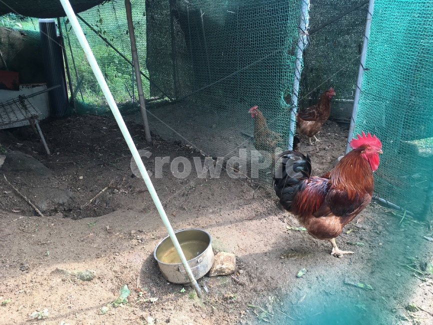 닭,동물,닭장,수탉,rooster,cock,animal,야외,시골,chickencoop,henhouse,엉성한,chickens,강한,장닭