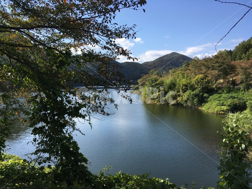 주암호,호수,가을,낙엽,벚꽃나무,벚꽃,나무,풍경,보성군,산,자연,풍경,nature,landscape,water,물,outdoors,옥외