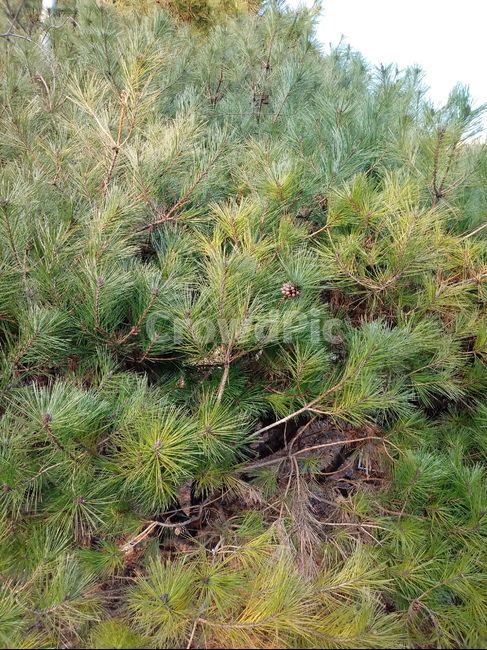 식물,자연,잎,plant,leaf,소나무,식물,자연,plants,nature
