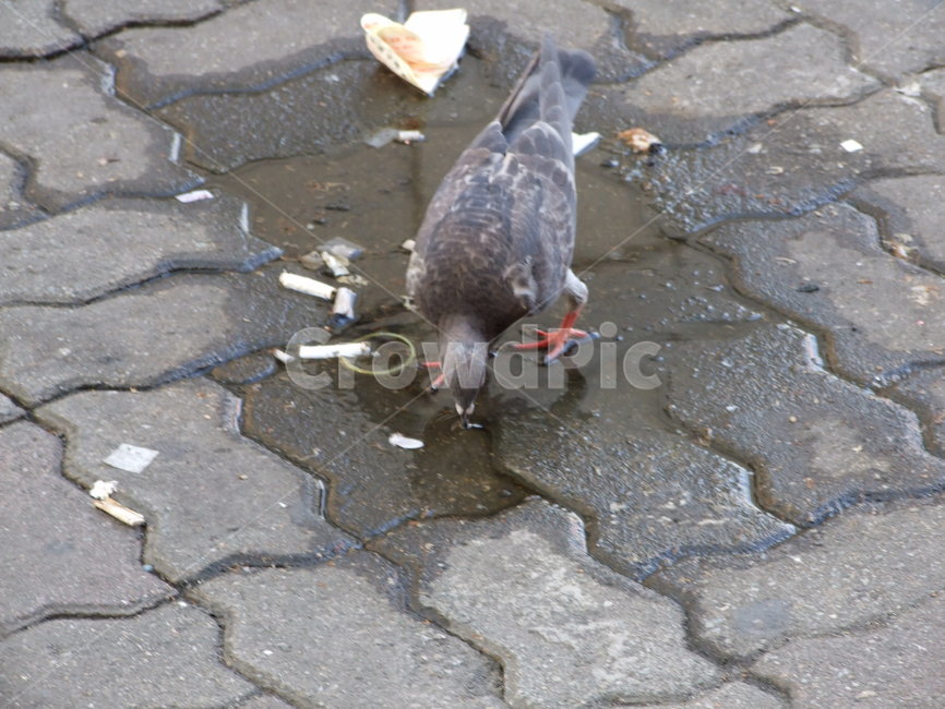 동물,비둘기,담배꽁초,도시비둘기,새,동물,animal,조류,새,birds