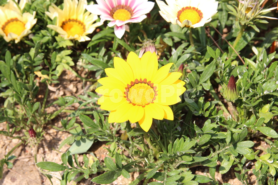 꽃,식물,생명력,flower,싱그러움