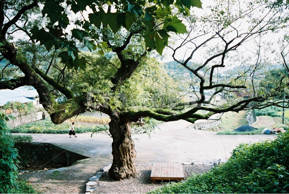 청주,충청북도,시골,나무,큰나무,시골나무,식물,자연,plants,nature,나무,trees,wood,휴식,힐링,rest,relaxation,healing
