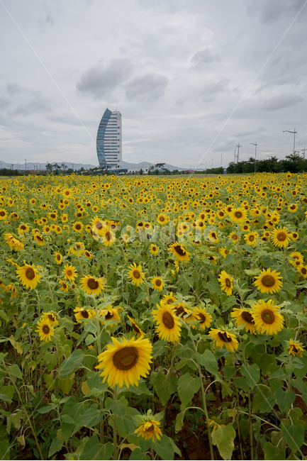해바라기,흐린날,여름꽃,sunflower,flower,구름,자연,풍경,nature,landscape,plant,식물