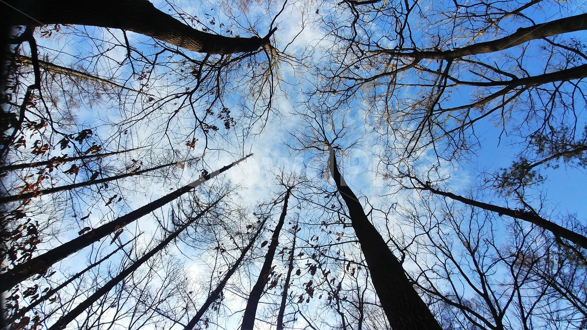 숲,나무,겨울숲,겨울나무,하늘,창공,sky,하늘풍경,자연풍경,한국풍경,자연경관,tree,plant,식물,tree trunk,나무 줄기